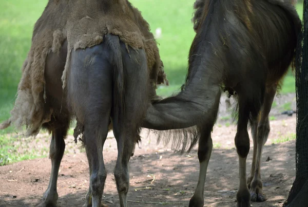 Grote en kleine kamelen in dierentuin — Stockfoto