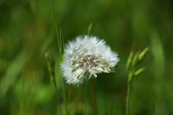 Pissenlit vieilli dans l'herbe verte — Photo