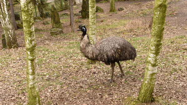 Emu pássaro no parque ZOO — Fotografia de Stock