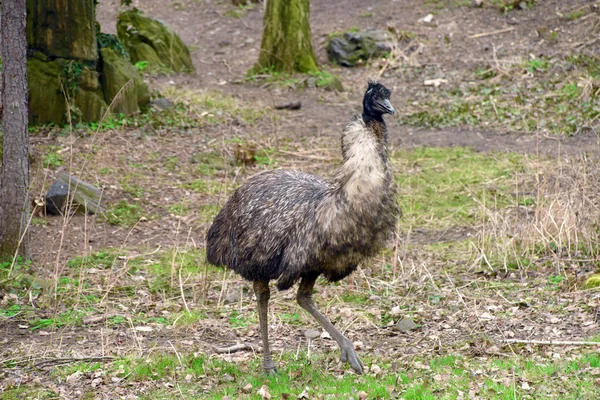 Pták EMU v Zoo parku — Stock fotografie