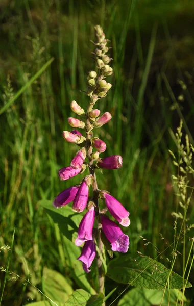 Violet roze vingerhoedskruid bloem in groen gras — Stockfoto