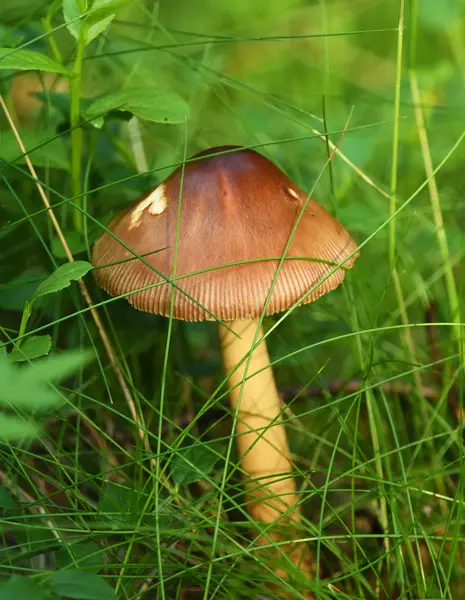 녹색 잔디에 좋은 독 버섯 — 스톡 사진
