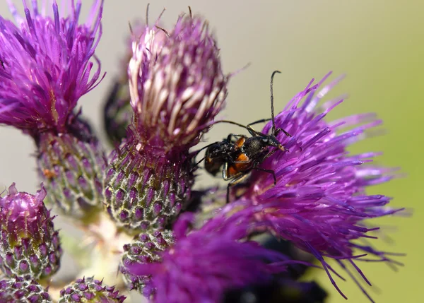 Ground beetle on thistle flower — Stock Photo, Image