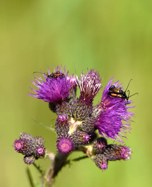 Escarabajo molido en flor de cardo — Foto de Stock