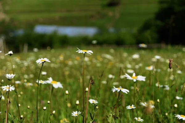 슬로바키아와 폴란드에 산 Pieniny — 스톡 사진