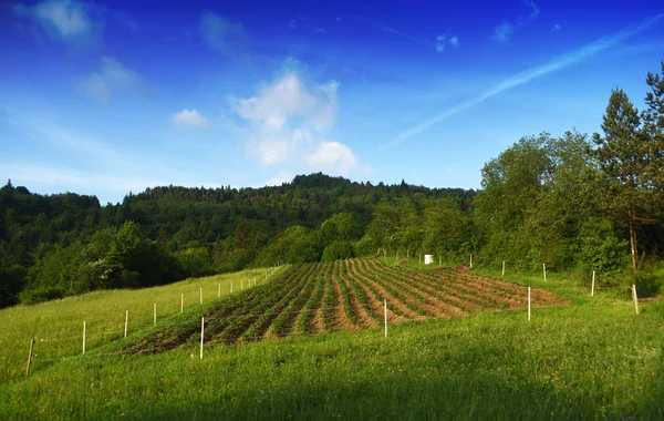 Bergen Pieniny i Slovakien och Polen — Stockfoto