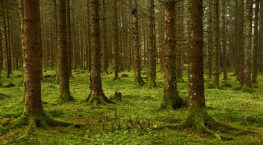 Islak sabah yeşil orman