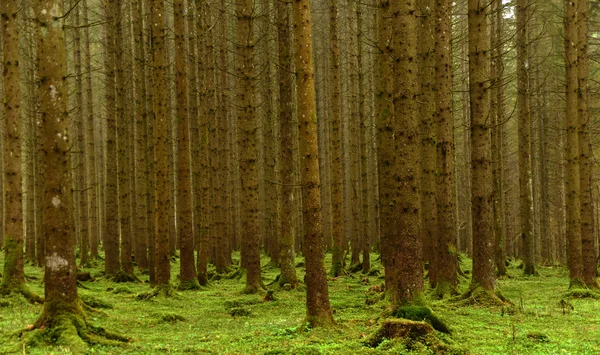 Green forest in wet morning — Stock Photo, Image