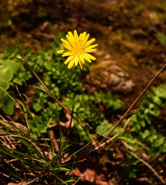 Flor amarilla en suelo marrón húmedo — Foto de Stock