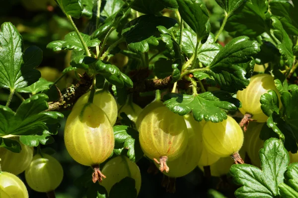 Groselha espinhosa violeta verde em arbusto verde — Fotografia de Stock