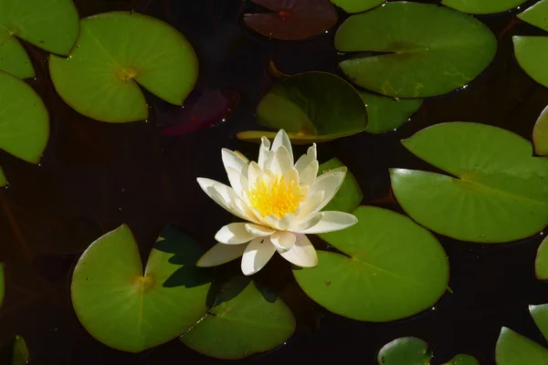 Teichlilie Lotusblume in kleinem See — Stockfoto