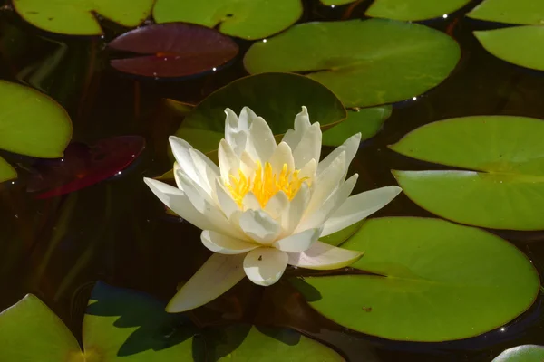 Teichlilie Lotusblume in kleinem See — Stockfoto