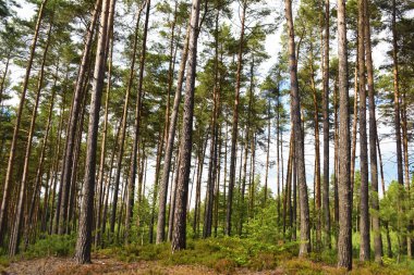 Çam ağacı güneşli bir gün ormanda