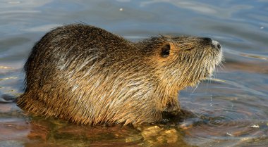 Coypu eğitimin Nehri Vltava yakınındaki