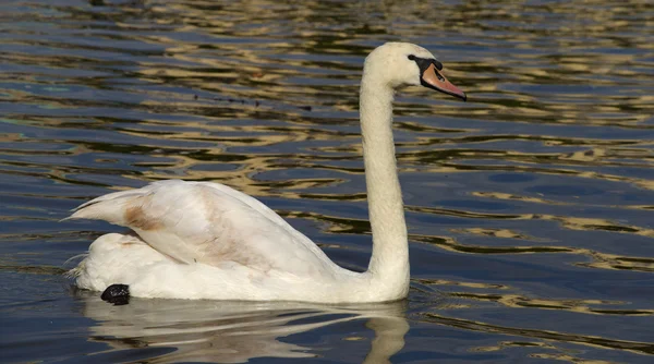 Schwäne auf der Moldau in Prag — Stockfoto