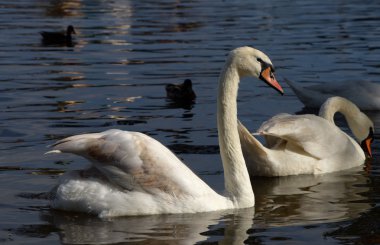 Kuğu Nehri Vltava Charles yakınındaki içinde köprü