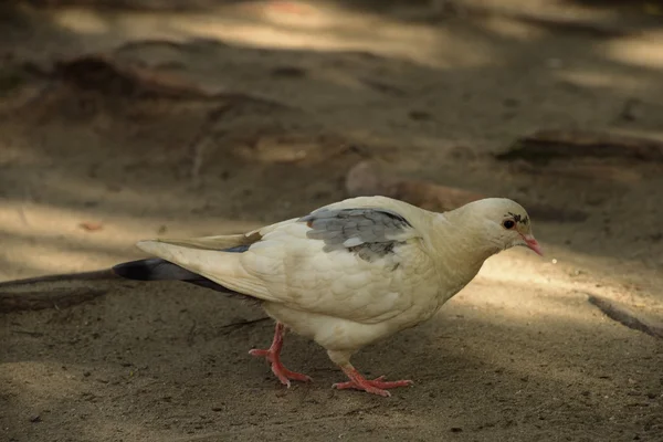 Белый серый голубь и голубь в песке — стоковое фото