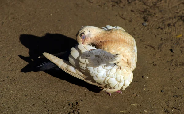 Colombe grise blanche et pigeon dans le sable — Photo