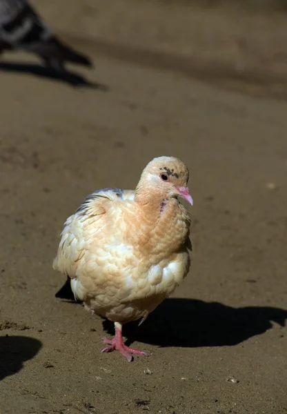 Pomba cinzenta branca e pombo na areia — Fotografia de Stock