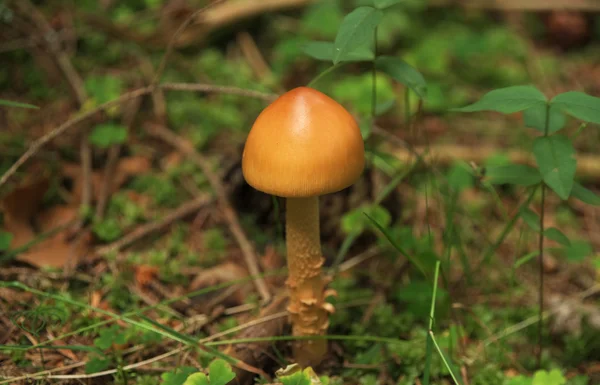 스프루 스 트리 여름 숲에서 버섯 — 스톡 사진