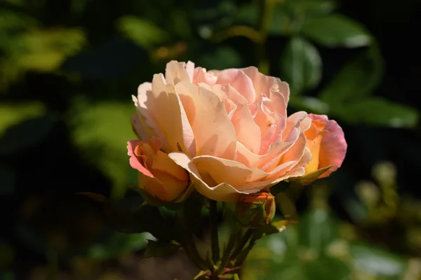 Rose flower in summer day — Stock Photo, Image