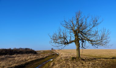 Alan dağlarda ağaçlarda