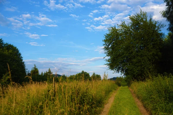 Groene zonnige dag in Kokorin gebied — Stockfoto