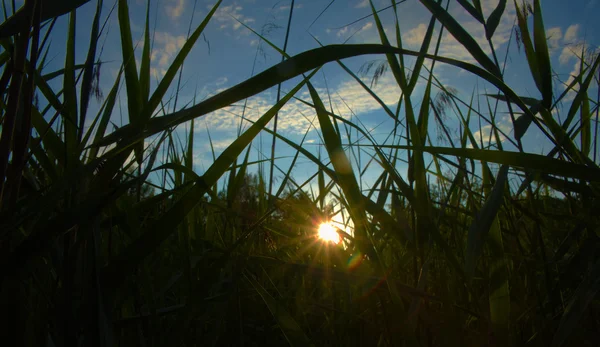 Día soleado verde en el área de Kokorin — Foto de Stock