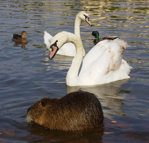 Schwäne und Nutria in der Nähe der Moldau — Stockfoto