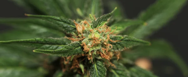 Reife Marihuana-Blüte der Union Jack-Sorte — Stockfoto