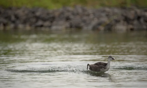 Серые птицы на большом море Милада — стоковое фото