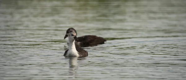 Haubentaucher auf großer See milada — Stockfoto