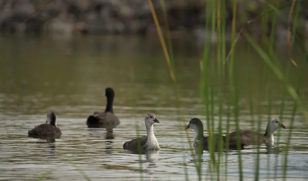 Doppingar fåglar på stora havet Milada — Stockfoto