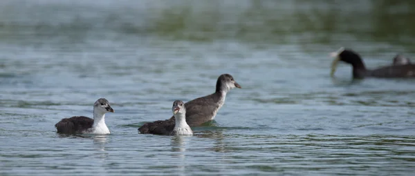 Perkoz ptaków na duże morze Milada — Zdjęcie stockowe