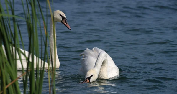 Schwäne auf großer See milada — Stockfoto