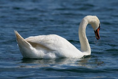 Kuğular üzerinde büyük deniz Milada