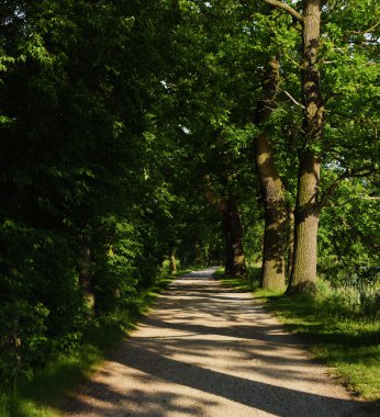 Vrbenske gölet yakınındaki meşe ağaçları ile baraj