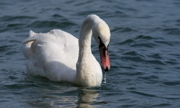 Schwäne auf großer See milada — Stockfoto