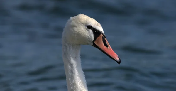Cisnes en el mar grande Milada — Foto de Stock