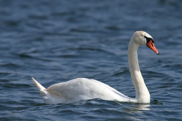 Schwäne auf großer See milada — Stockfoto