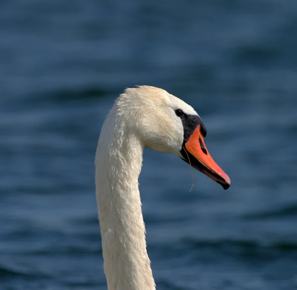 Schwäne auf großer See milada — Stockfoto