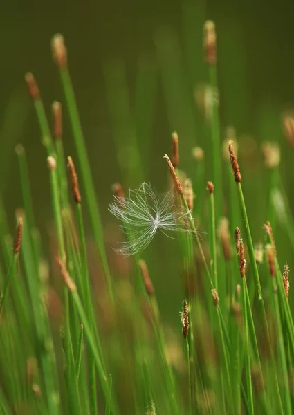 Semillas volando en el aire cerca de hierba verde — Foto de Stock