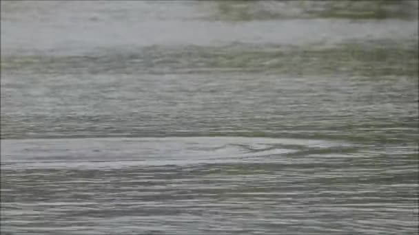 Grebes sul lago di Milada in estate calda — Video Stock