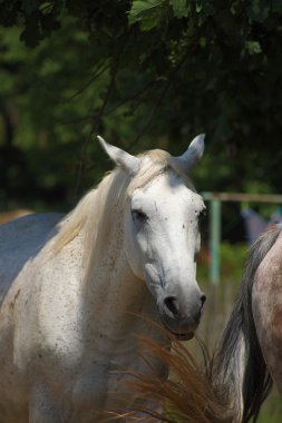 Ağacın yanında ahşap çit altında atlar