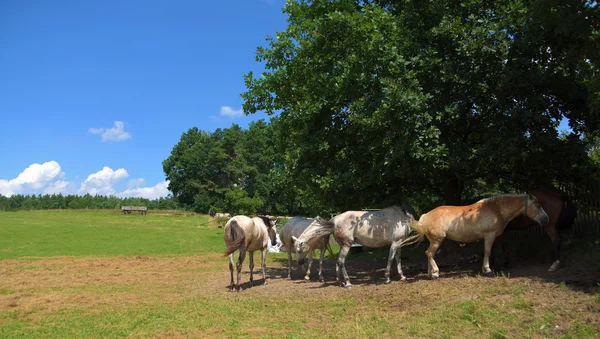 Hästar under träd nära planket — Stockfoto