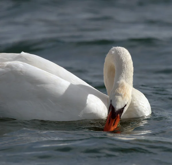 Schwäne auf großer See milada — Stockfoto