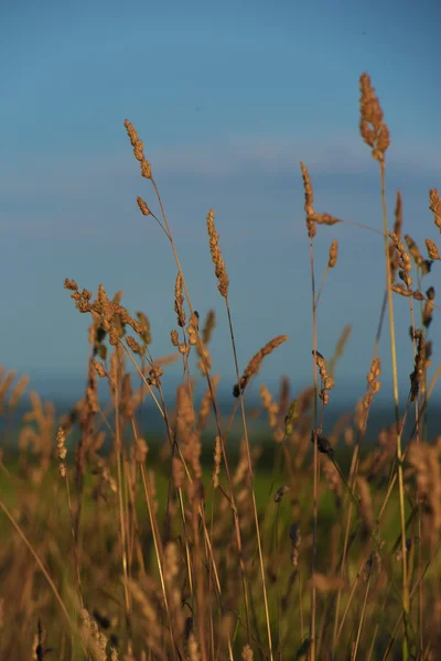 Día caliente de verano en el prado — Foto de Stock