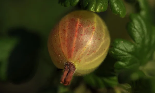 Rode, groene kruisbes met groene blaadjes — Stockfoto