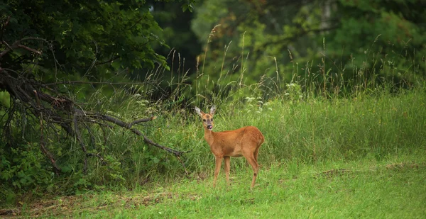 Ciervo hembra en pradera — Foto de Stock