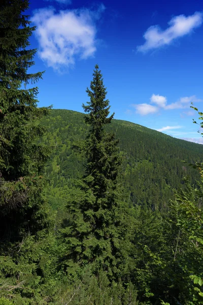 Slunečný letní den v Krkonoších — Stock fotografie